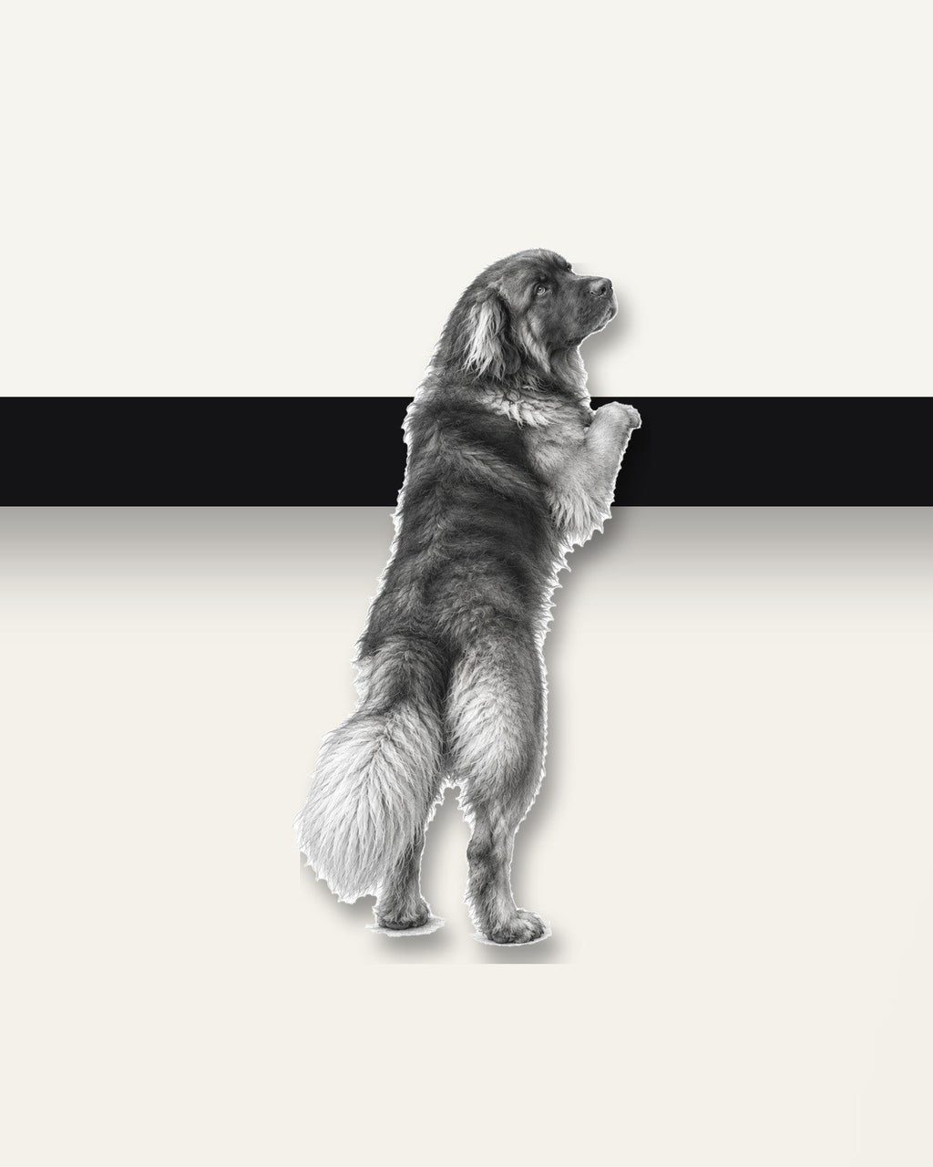 Paws Up – Nipped Out framed wall art (detail)